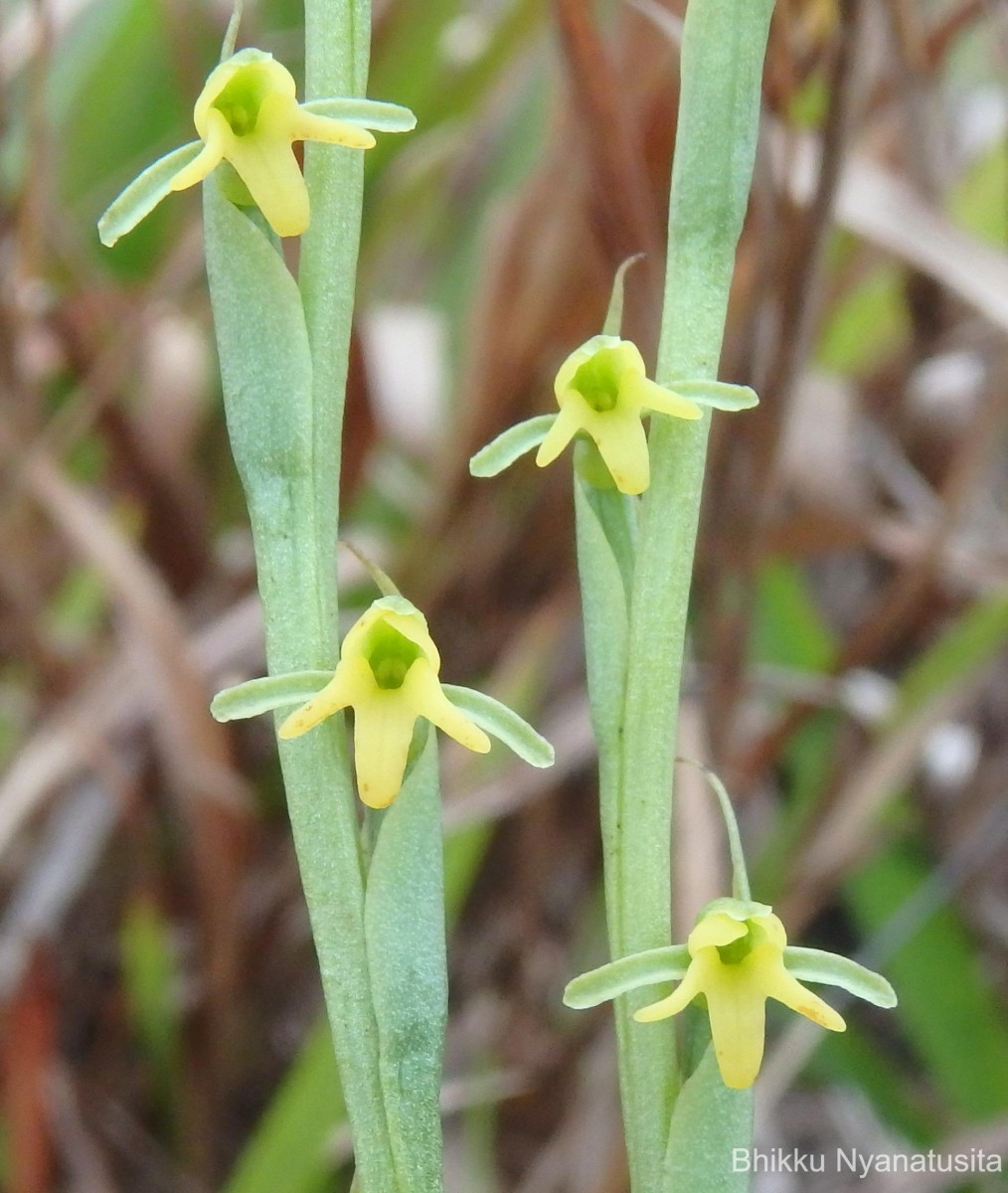 Peristylus spiralis A.Rich.